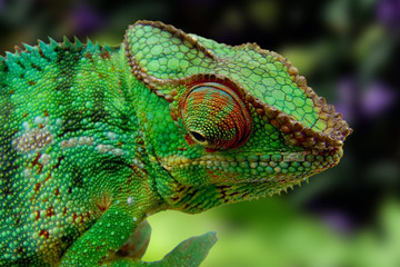 caméléon