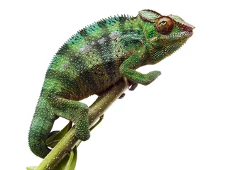 Foto op Plexiglas Kameleon kameleon