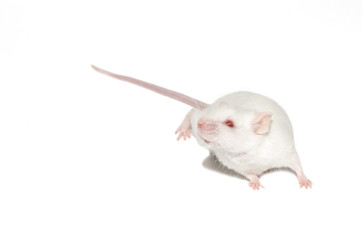 isolated white mouse