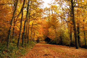 Fototapeta premium ballade en forêt