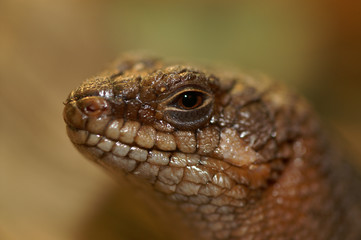 Gidgee Skink