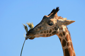 Girraffe (Giraffa camelopardalis)