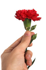 red carnation