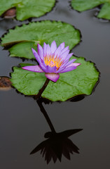 wasser blume © Anobis