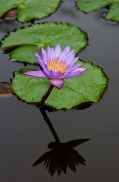 wasser blume