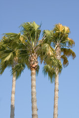 Obraz premium Palm trees waving in a breeze
