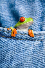 Photo sur Plexiglas Grenouille grenouille dans la poche