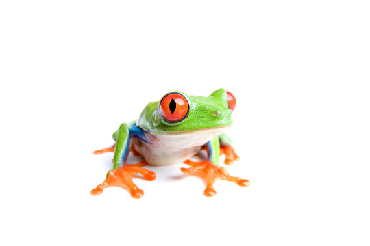 red-eyed tree frog isolated on white