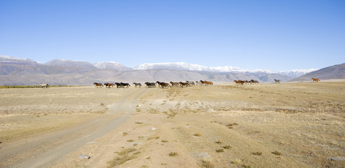 Horses on Kuraiskaya steppe