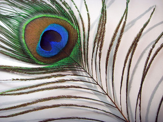 Peacock feather.