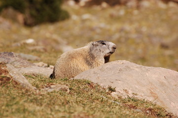 Marmotte