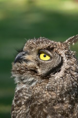 spotted eagle owl looking up