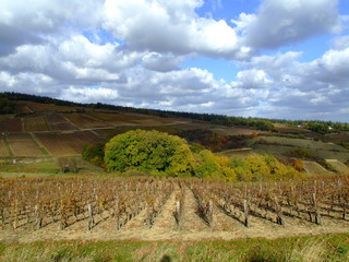 le vignoble.