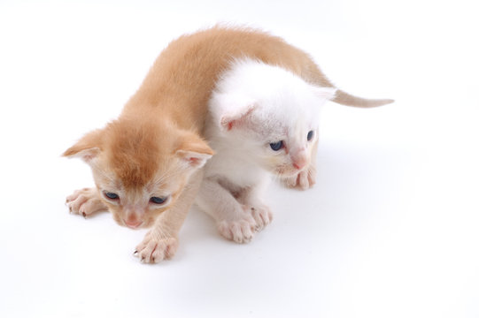 Two young kitty playing with white back ground