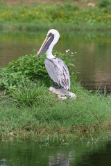 florida flamingo