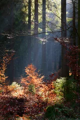 Fotobehang forest in fall 2 © Val Thoermer
