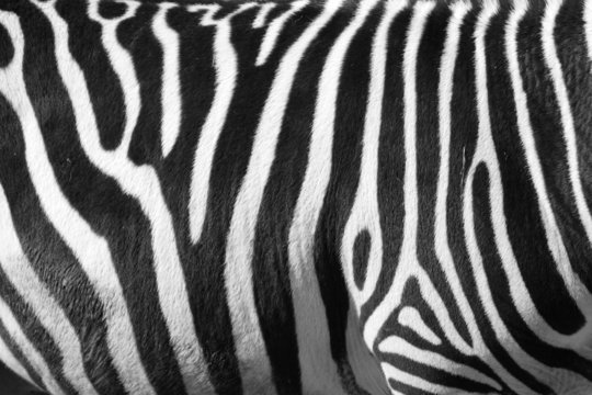  photo of a zebra texture Black and White