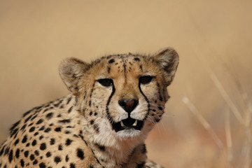 Gepard