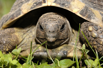 Fototapeta premium Griechische Landschildkröte