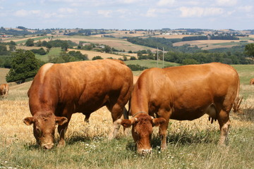 couple taureau vache