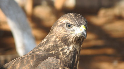 eagle in close-up