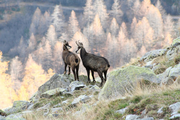 chamois en automne