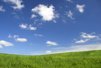 Fototapeta na wymiar Green field landscape