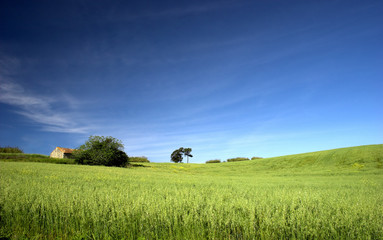 Green field landscape