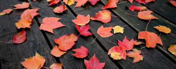 autumn leaves