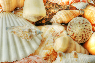 Sea shells in closeup