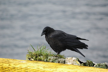 crow