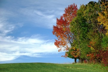 Autumn Color