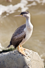 Cormorant on a rock