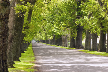 Oak Avenue 02