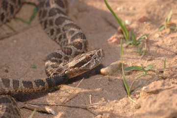 Western Massasauga Rattlesnake