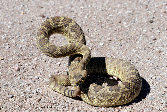 Mojave Rattlesnake Defense