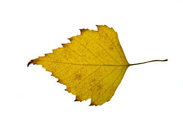 Yellow birch leaf isolated on the white background