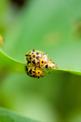 Bugs mating