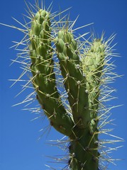 cactus de azotea
