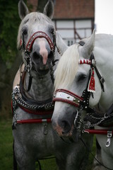 Percheron