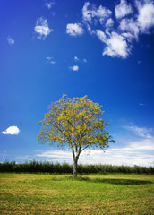 Fototapeta na wymiar Walnut tree in the field