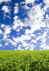 Corn field under blue sky