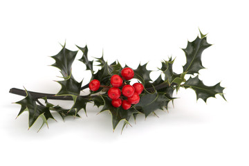 Holly Sprig