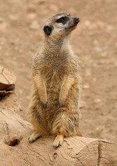 Erdmännchen