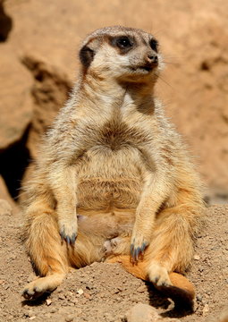 Erdmaennchen