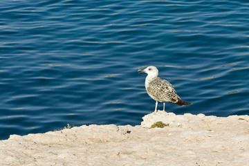 Oiseaux J. Ribieff-170.dng