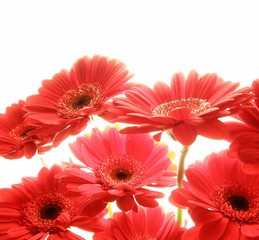 red gerbera