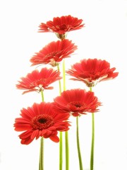 red gerberas