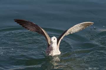 Oiseaux J. Ribieff-190.dng