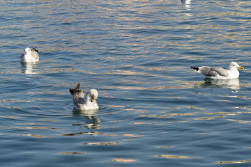 Oiseaux J. Ribieff-197.dng